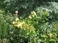 dvorska_panasonic_p1000266.jpg: 227k (2009-07-06 09:29)