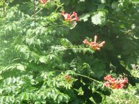 dvorska_panasonic_p1000269.jpg: 92k (2009-07-06 09:31)