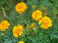 dvorska_panasonic_p1000272.jpg: 79k (2009-07-06 09:33)