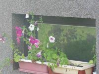 dvorska_panasonic_p1000273.jpg: 143k (2009-07-06 09:34)