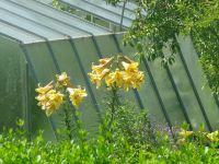 dvorska_panasonic_p1000274.jpg: 167k (2009-07-06 09:35)