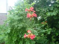 dvorska_panasonic_p1000282.jpg: 159k (2009-07-08 04:30)