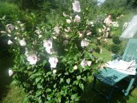 dvorska_panasonic_p1000289.jpg: 204k (2009-07-16 08:04)