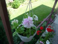 dvorska_panasonic_p1000301.jpg: 123k (2009-07-17 09:20)