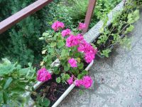 dvorska_panasonic_p1000303.jpg: 190k (2009-07-17 09:21)