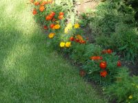 dvorska_panasonic_p1000319.jpg: 218k (2009-07-19 16:23)