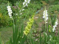 dvorska_panasonic_p1000334.jpg: 198k (2009-07-28 07:34)