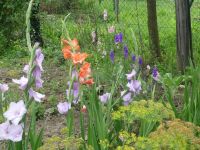 dvorska_panasonic_p1000335.jpg: 207k (2009-07-28 07:35)