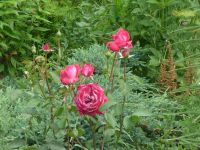 dvorska_panasonic_p1000337.jpg: 180k (2009-07-28 07:36)