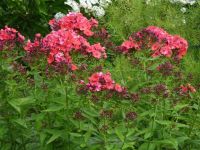 dvorska_panasonic_p1000338.jpg: 170k (2009-07-28 07:36)