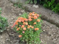 dvorska_panasonic_p1000340.jpg: 191k (2009-07-28 07:38)