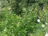 dvorska_panasonic_p1000342.jpg: 176k (2009-07-28 07:41)