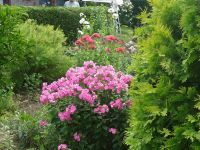 dvorska_panasonic_p1000343.jpg: 246k (2009-07-28 07:42)