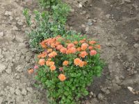 dvorska_panasonic_p1000350.jpg: 193k (2009-07-28 07:45)