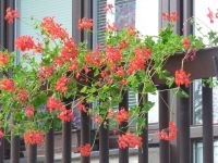 dvorska_panasonic_p1000355.jpg: 167k (2009-07-28 07:47)