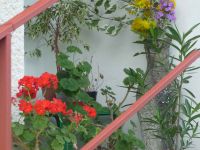 dvorska_panasonic_p1000356.jpg: 129k (2009-07-28 07:47)