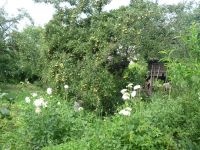 dvorska_panasonic_p1000360.jpg: 260k (2009-07-28 07:49)