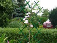 dvorska_panasonic_p1000363.jpg: 185k (2009-08-01 10:41)