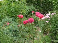 dvorska_panasonic_p1000364.jpg: 209k (2009-08-01 10:42)