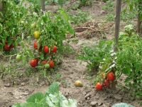 dvorska_panasonic_p1000365.jpg: 210k (2009-08-01 10:42)