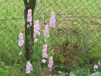 dvorska_panasonic_p1000367.jpg: 232k (2009-08-01 10:43)