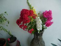 dvorska_panasonic_p1000389.jpg: 130k (2009-08-02 09:20)