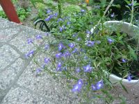 dvorska_panasonic_p1000390.jpg: 269k (2009-08-02 09:21)