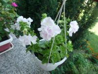 dvorska_panasonic_p1000392.jpg: 163k (2009-08-02 09:22)