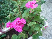 dvorska_panasonic_p1000394.jpg: 204k (2009-08-02 09:25)