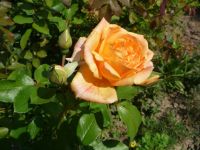 dvorska_panasonic_p1000397.jpg: 140k (2009-08-02 09:26)