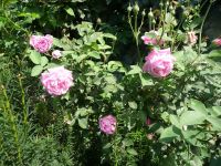 dvorska_panasonic_p1000398.jpg: 290k (2009-08-02 09:26)