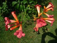 dvorska_panasonic_p1000399.jpg: 289k (2009-08-02 09:26)