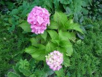 dvorska_panasonic_p1000400.jpg: 271k (2009-08-02 09:27)