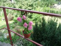 dvorska_panasonic_p1000426.jpg: 330k (2009-08-09 09:02)