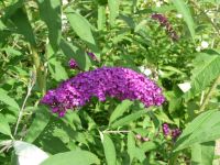 dvorska_panasonic_p1000429.jpg: 191k (2009-08-09 10:22)