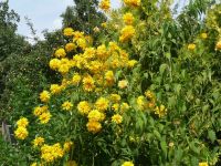 dvorska_panasonic_p1000430.jpg: 342k (2009-08-09 10:22)