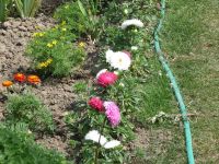 dvorska_panasonic_p1000431.jpg: 251k (2009-08-09 10:23)