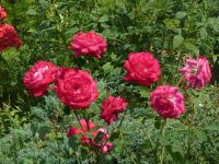 dvorska_panasonic_p1000432.jpg: 273k (2009-08-09 10:23)