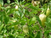 dvorska_panasonic_p1000433.jpg: 163k (2009-08-09 10:24)