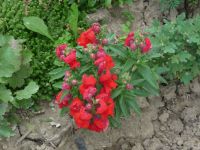 dvorska_panasonic_p1000441.jpg: 212k (2009-08-09 10:28)