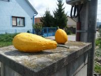 dvorska_panasonic_p1000443.jpg: 208k (2009-08-09 10:29)