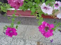 dvorska_panasonic_p1000445.jpg: 249k (2009-08-09 10:30)