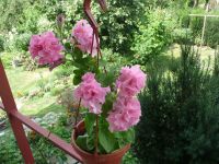 dvorska_panasonic_p1000447.jpg: 287k (2009-08-09 10:31)