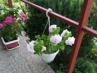 dvorska_panasonic_p1000451.jpg: 246k (2009-08-09 10:32)