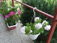 dvorska_panasonic_p1000452.jpg: 260k (2009-08-09 10:32)