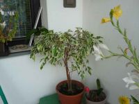 dvorska_panasonic_p1000453.jpg: 147k (2009-08-09 10:32)