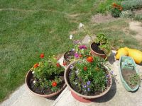 dvorska_panasonic_p1000454.jpg: 349k (2009-08-09 10:34)