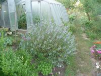 dvorska_panasonic_p1000469.jpg: 204k (2009-09-02 04:58)