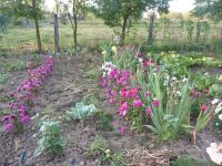 dvorska_panasonic_p1000470.jpg: 229k (2009-09-02 04:58)