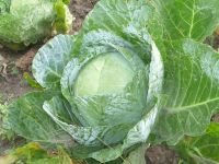 dvorska_panasonic_p1000471.jpg: 153k (2009-09-02 04:58)